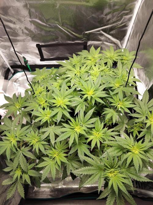 4x Northern Lights!. Week 5