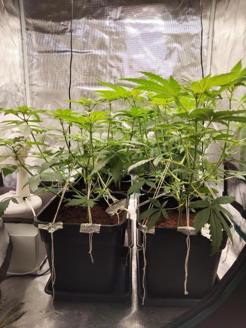 4x Northern Lights!. Week 5