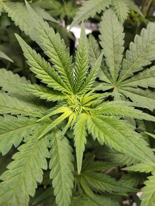 4x Northern Lights!. Week 5