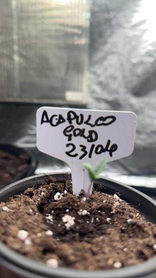 Acapulco Gold - Barneys Farm