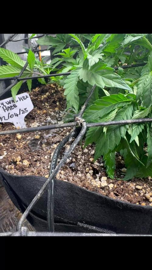 Acapulco Gold - Barneys Farm