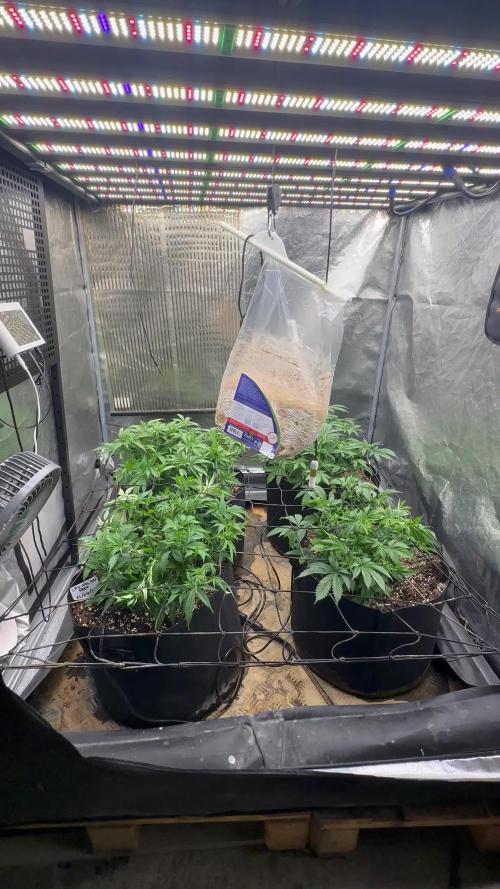Papaya Sunrise - Microgenetica