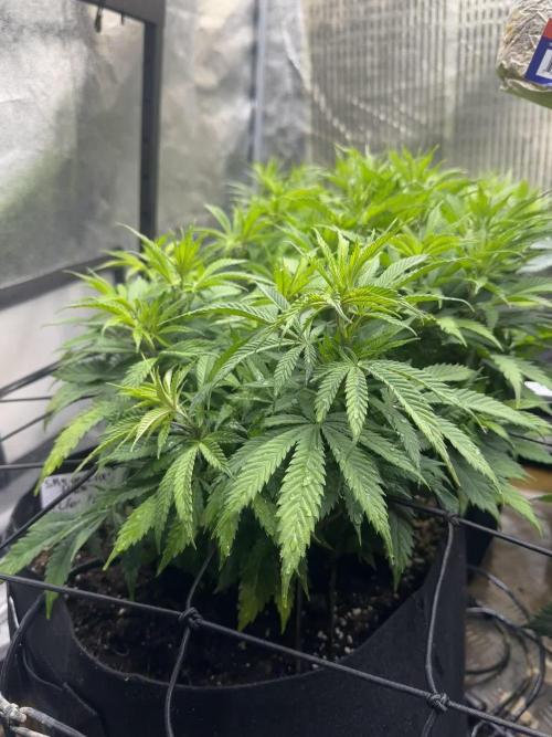 Papaya Sunrise - Microgenetica
