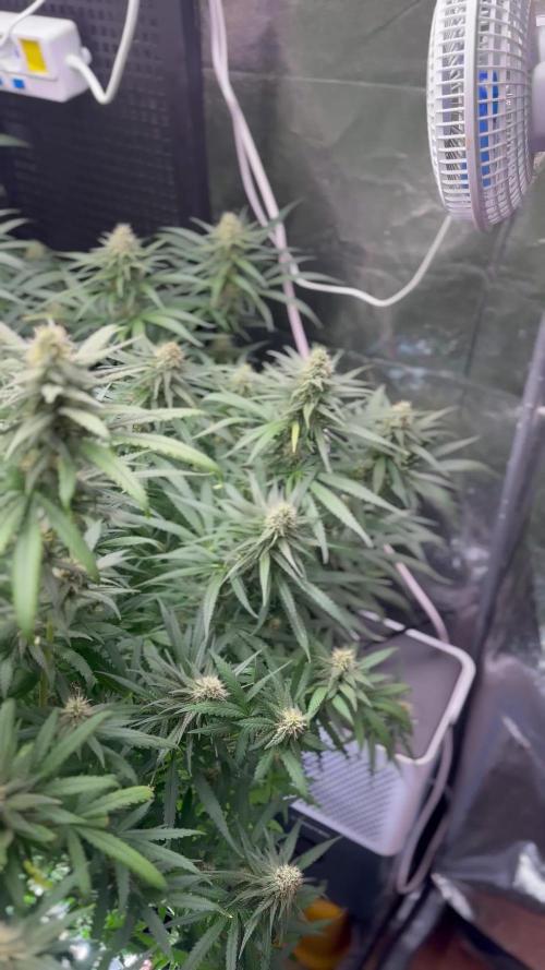 Critical Orange Punch Dutch Passion