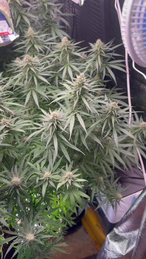 Critical Orange Punch Dutch Passion