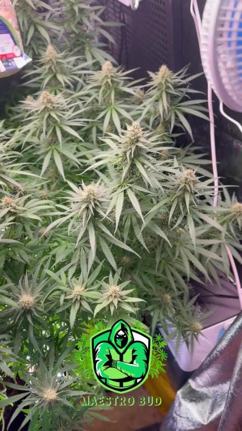Skywalker Haze Dutch Passion