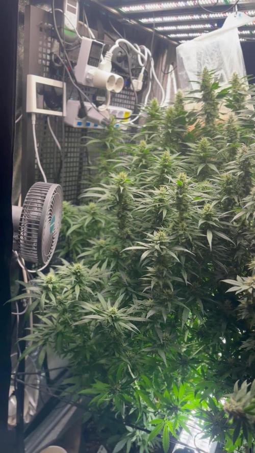 Skywalker Haze Dutch Passion