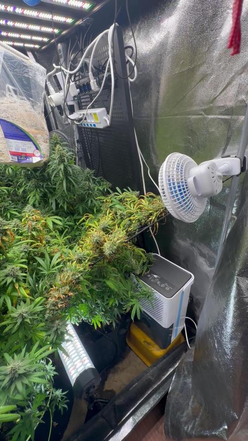 Skywalker Haze Dutch Passion