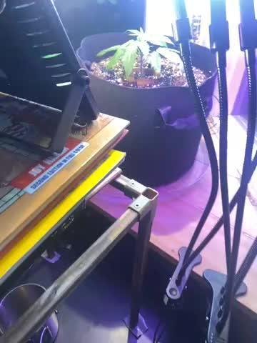 Window autoflower(with lights and fans)