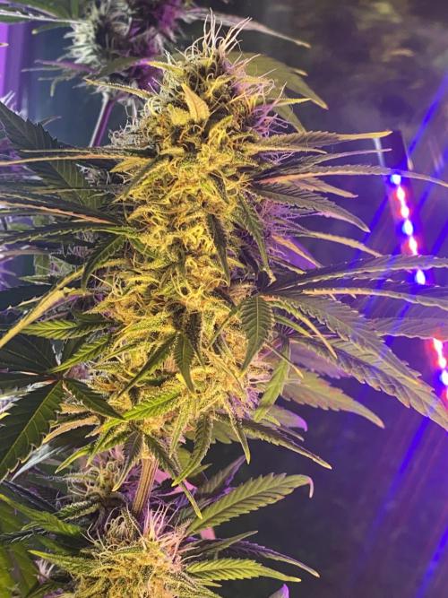 Jmaninthemidde420