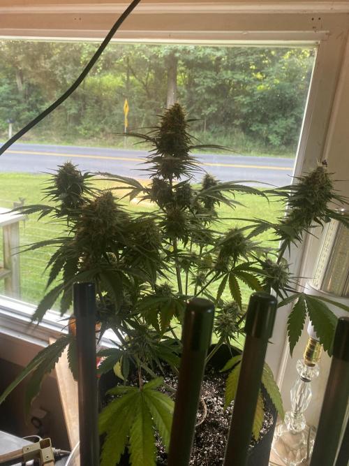 Jmaninthemidde420