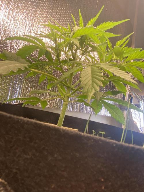 Jmaninthemidde420