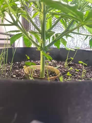 Fast buds G14 auto