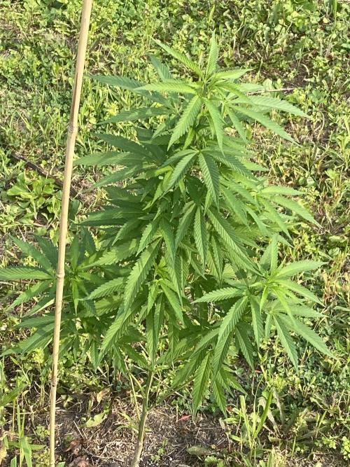 Jmaninthemidde420