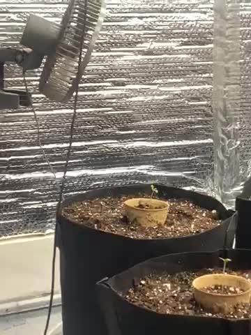 Mega grow
