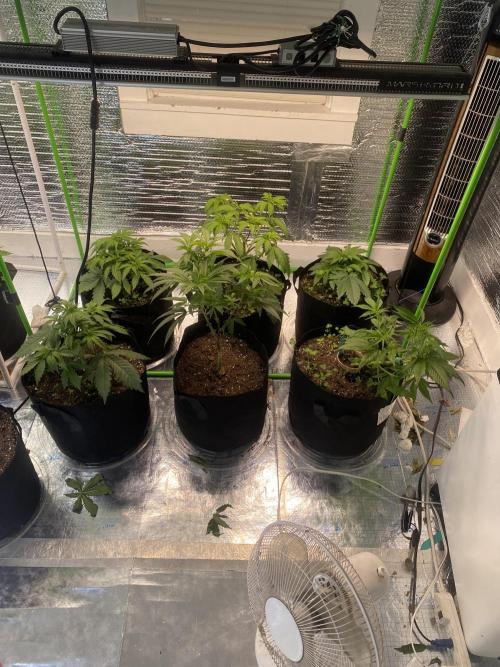 Mega grow. Week 5