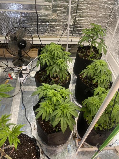 Mega grow. Week 6