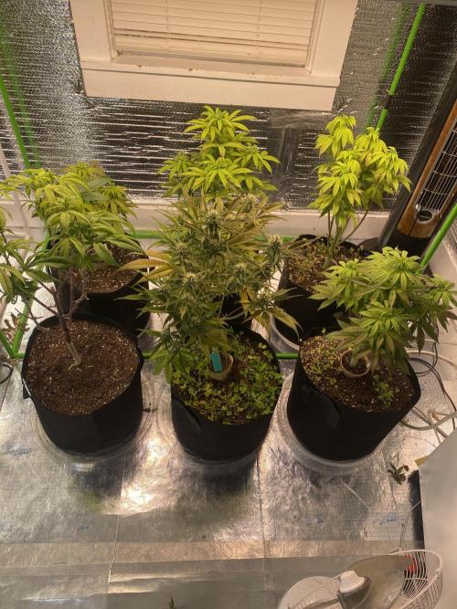 Mega grow. Week 9