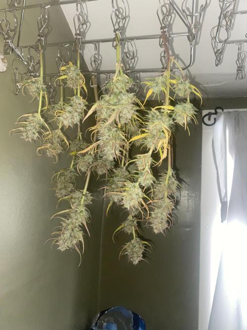 Mega grow. Week 13