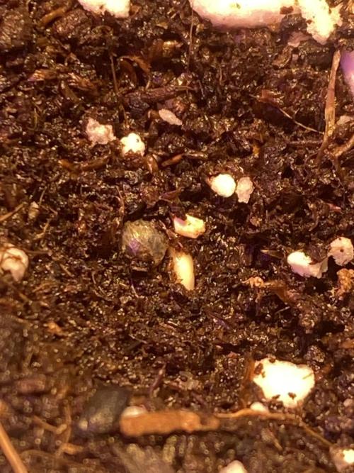 Window grow NL auto by fast buds. Week 0