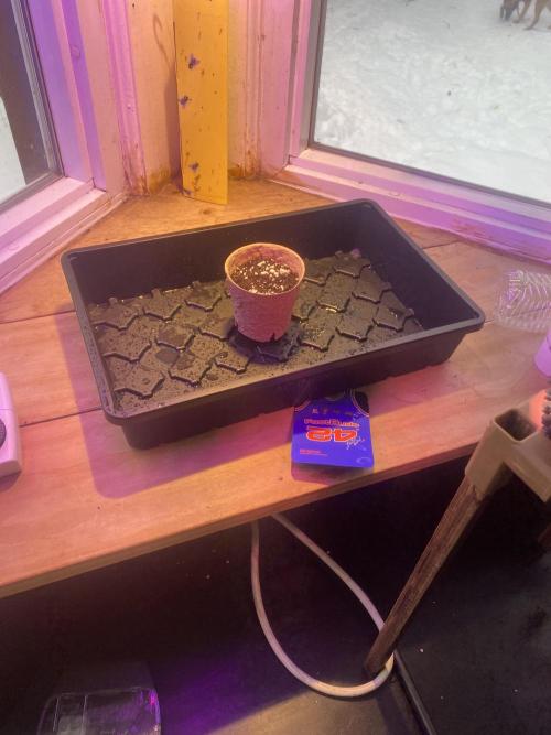 Window grow NL auto by fast buds. Week 0