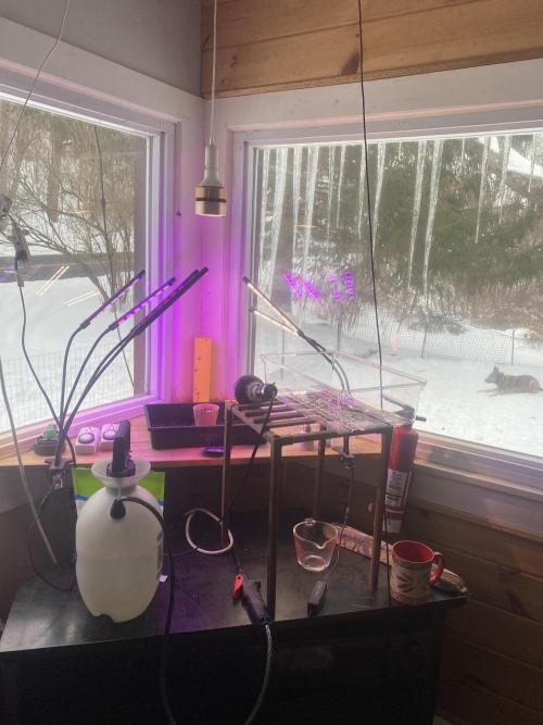 Window grow NL auto by fast buds. Week 0