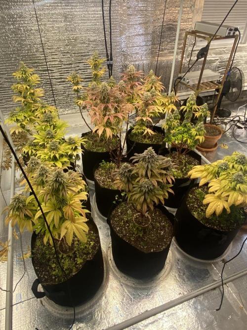 Mega grow. Week 16