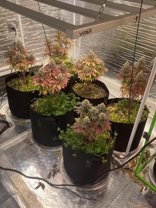 Mega grow. Week 16