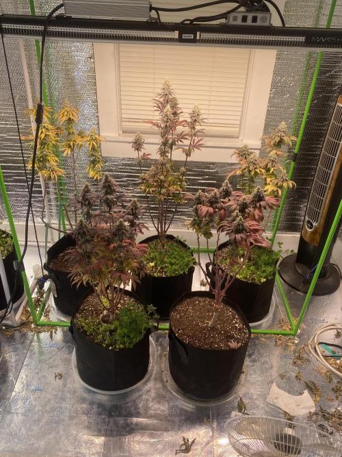 Mega grow. Week 16