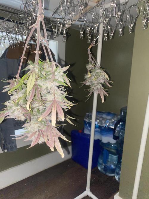 Mega grow. Week 16