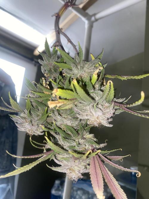 Mega grow. Week 16