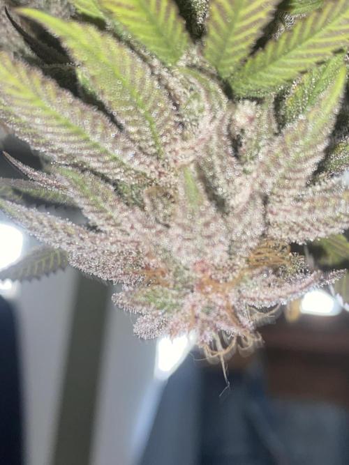 Mega grow. Week 16