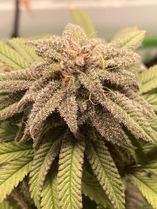 Mega grow. Week 17