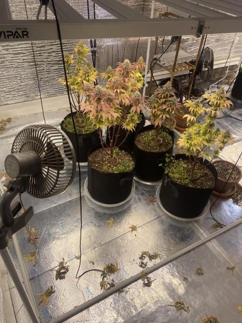 Mega grow. Week 17