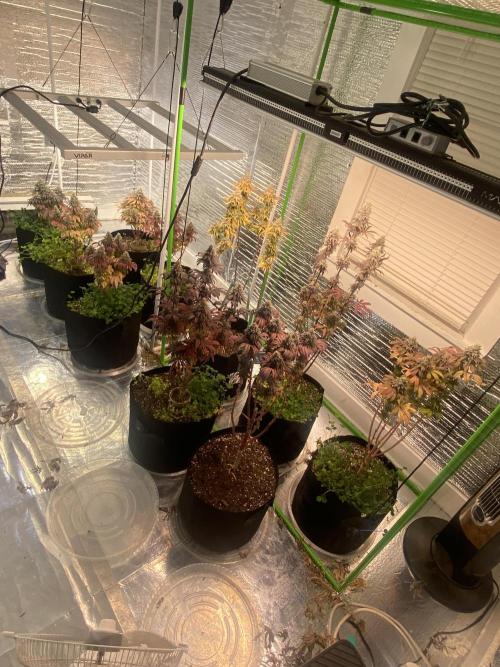 Mega grow. Week 17