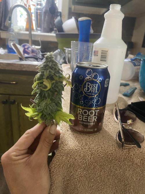 Mega grow. Week 17