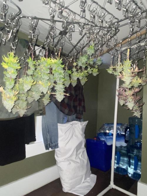 Mega grow. Week 17