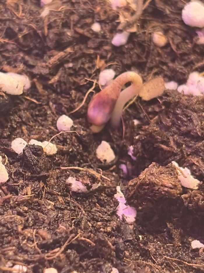 Cheese auto fast buds window grow. Week 0