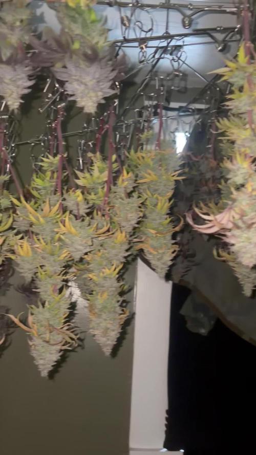 Mega grow