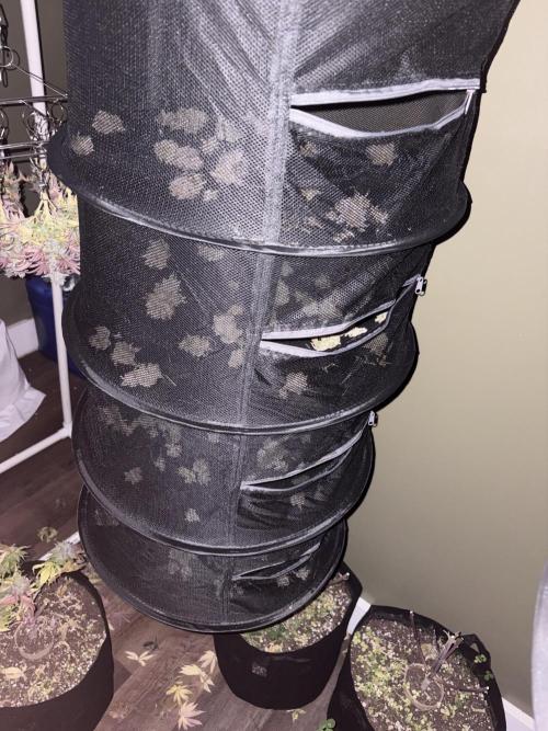 Mega grow. Week 18