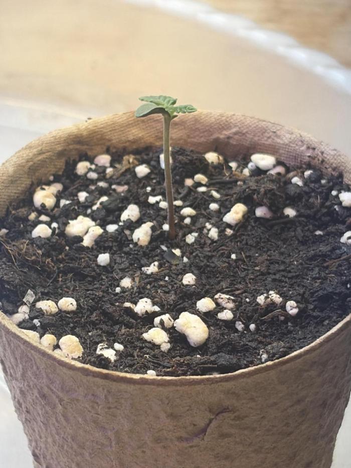 Cheese auto fast buds window grow. Week 1