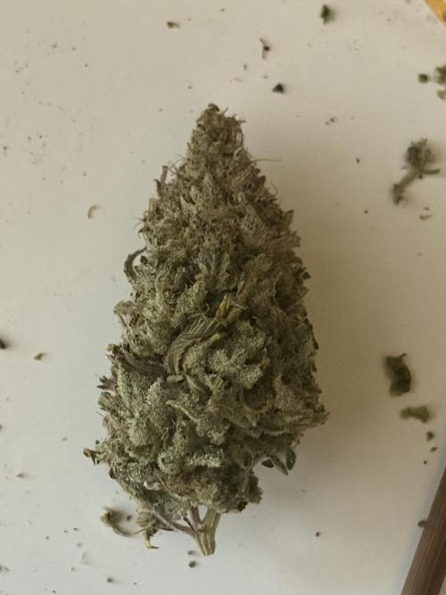 Mega grow. Week 18