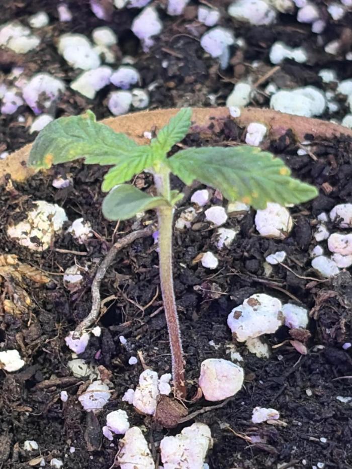 Cheese auto fast buds window grow. Week 2