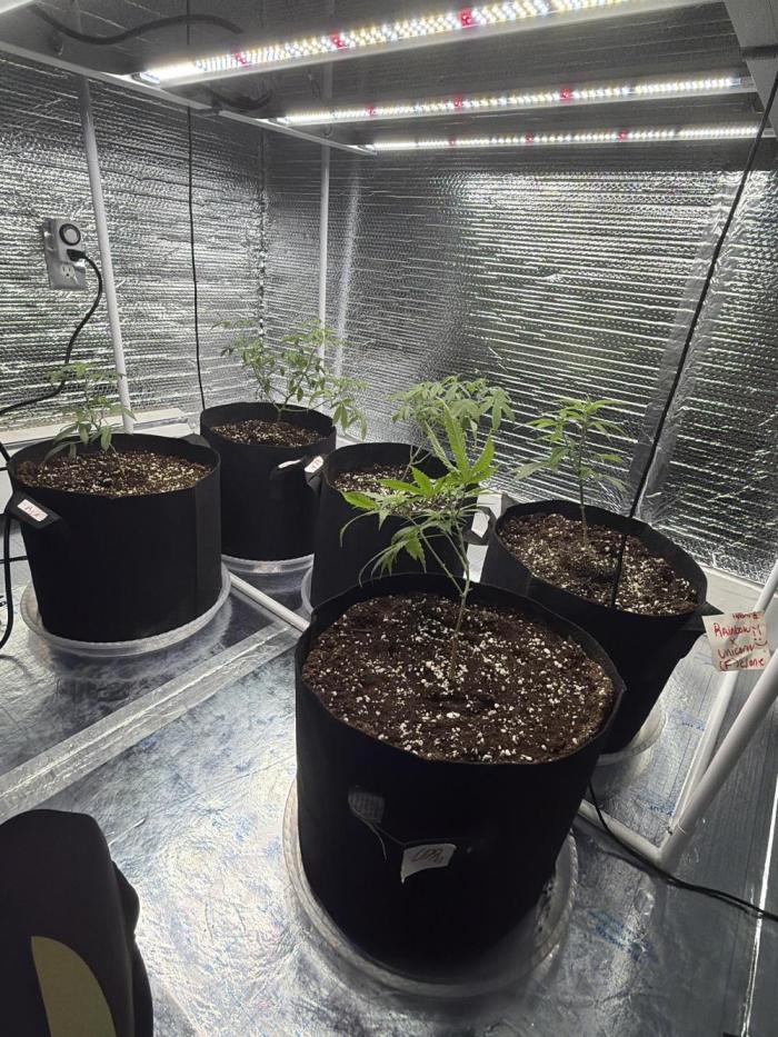 Micro clones +1 seed grow. Week 4