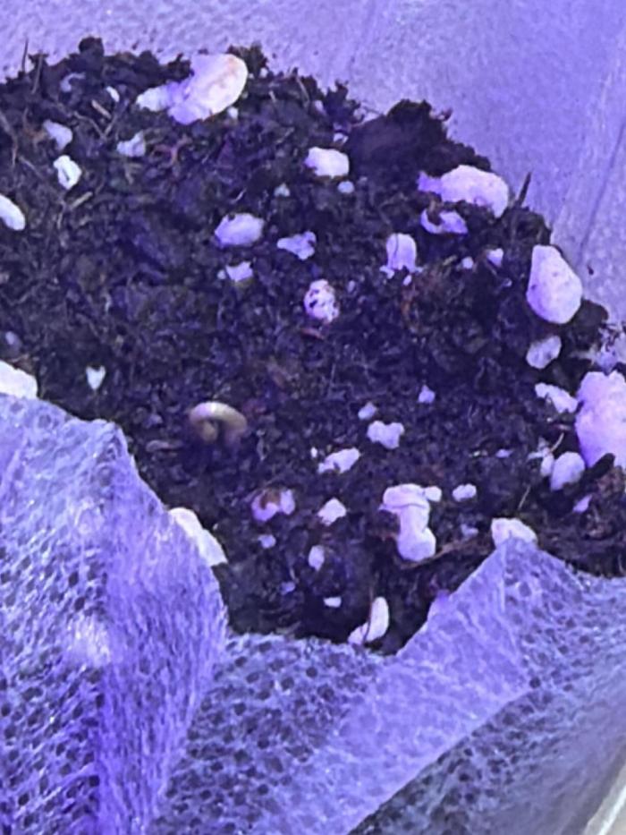 Fast buds cheese aut. Week 0