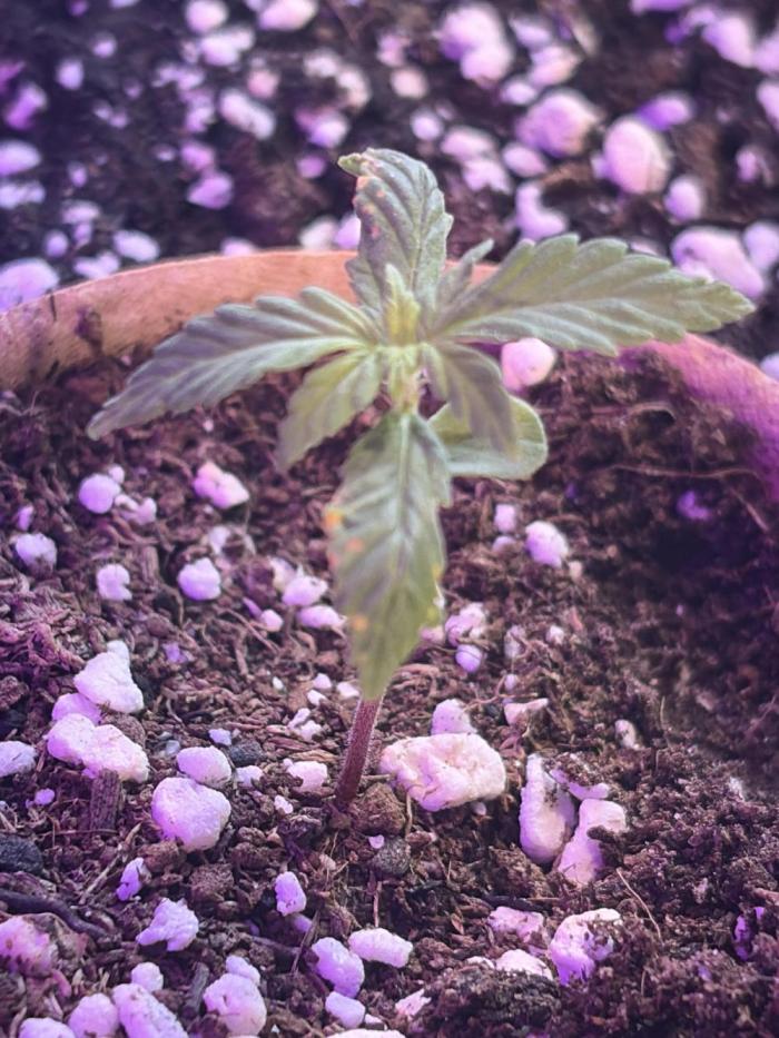 Cheese auto fast buds window grow. Week 3