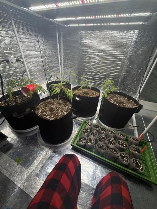 Micro clones +1 seed grow. Week 5