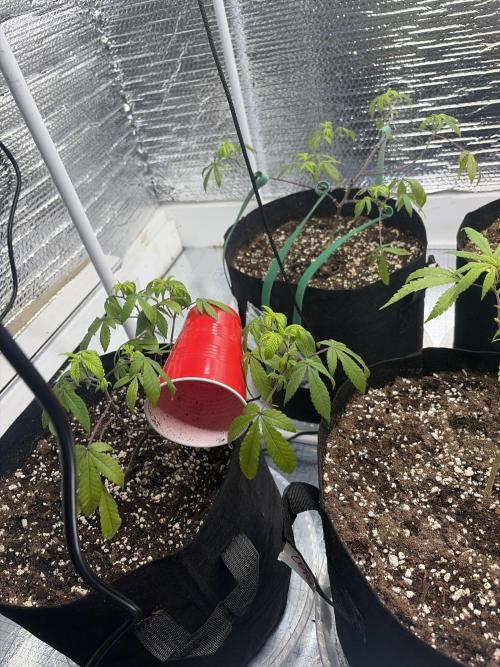 Micro clones +1 seed grow. Week 5