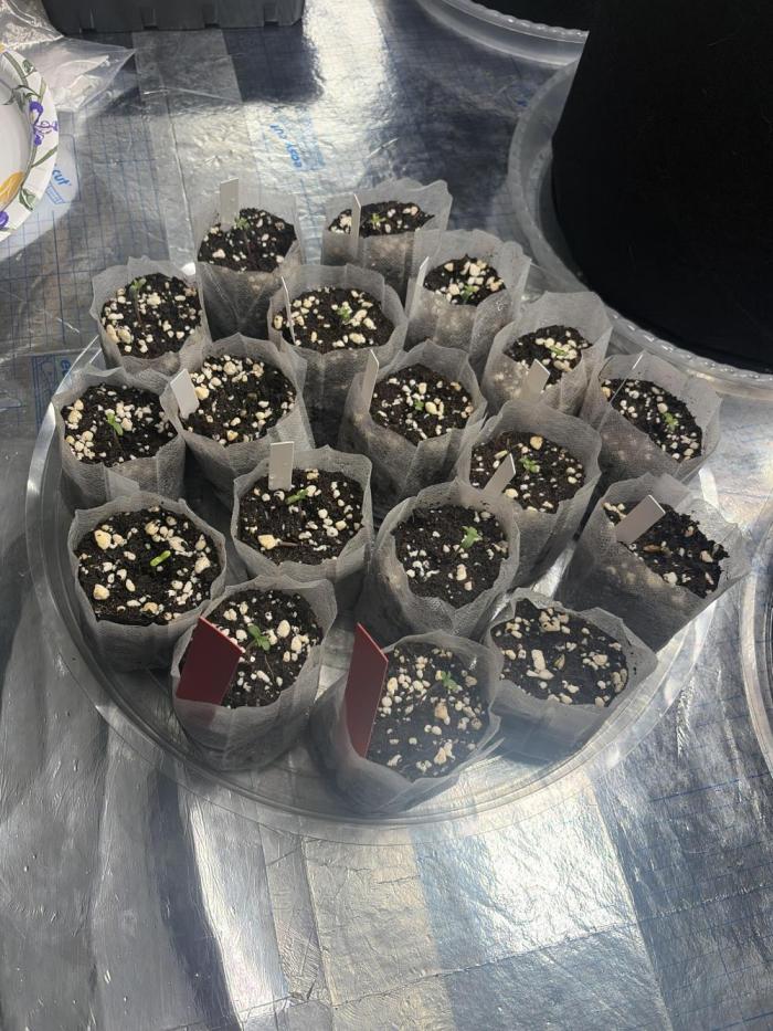 Outdoor grow. Week 0