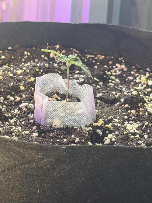 Fast buds cheese aut. Week 2